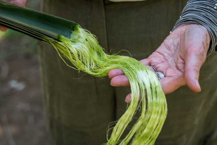 Natural Fiber